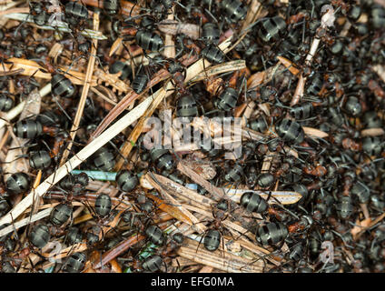 Les fourmis des bois Formica rufa Hamsterley Forest County Durham England UK Banque D'Images