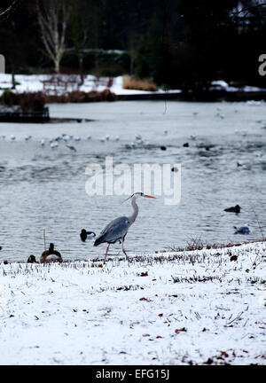 Londres, Royaume-Uni. 3, 2015. Un oiseau passe devant le bord de lac à Londres, Angleterre le 3 février 2015. Credit : Han Yan/Xinhua/Alamy Live News Banque D'Images