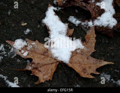 Londres, Royaume-Uni. 3, 2015. Une feuille tombée est couverte par la neige à Londres, Angleterre le 3 février 2015. Credit : Han Yan/Xinhua/Alamy Live News Banque D'Images