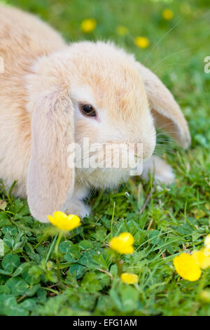 Les jeunes oreilles Lapin Lop sur pelouse avec des Renoncules Banque D'Images