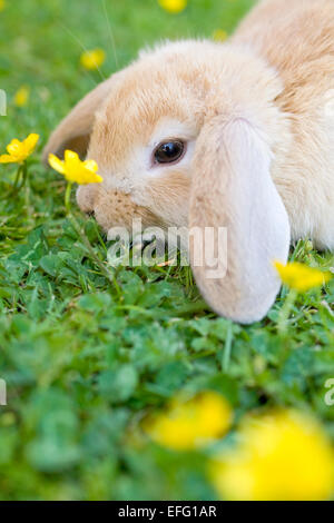 Les jeunes oreilles Lapin Lop sur pelouse avec des Renoncules Banque D'Images