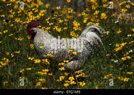 Un coq blanc dans un champ de fleurs sauvages dans une ferme à Cotacachi (Équateur) Banque D'Images