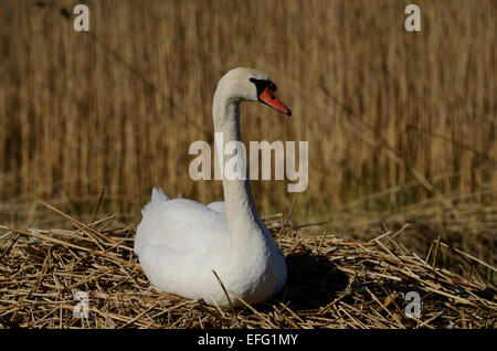 Cygne blanc assis sur un nid dans les roseaux Banque D'Images