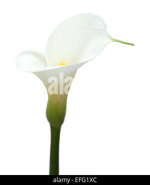 Calla Lily blanc isolé sur fond blanc Banque D'Images