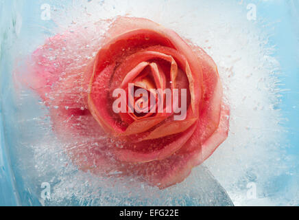 Flore congelé - orage rose en bloc de glace Banque D'Images