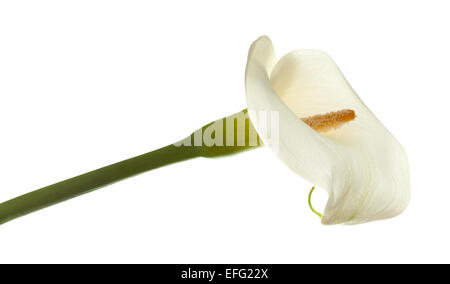 Seul calla blanc isolé sur fond blanc Banque D'Images