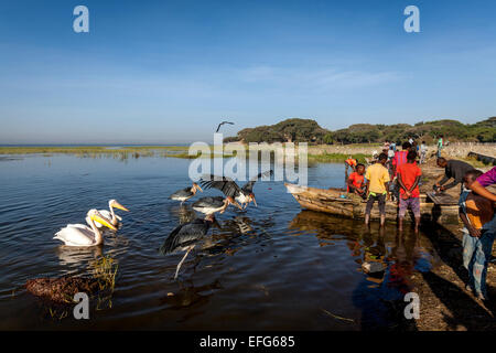 Des cigognes et des pélicans marabout attendre pour la population locale à les morceaux de poisson, le marché aux poissons, le lac de Hawassa, Éthiopie, Hawassa Banque D'Images