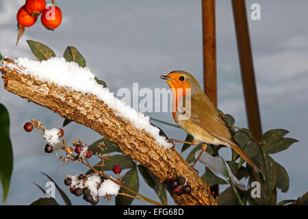 European Robin (Erithacus rubecula aux abords) perché dans l'environnement enneigé Banque D'Images