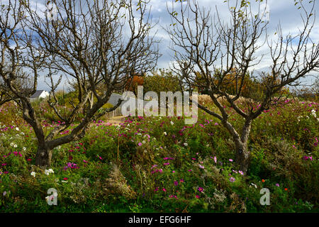 Jardin verger prairie de fleurs sauvages, les abeilles abeille la Pollinisation La pollinisation de l'aérodrome de apple tree house Floral RM dundrum Banque D'Images