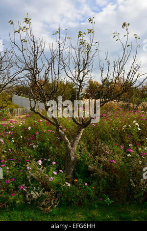 Jardin verger prairie de fleurs sauvages, les abeilles abeille la Pollinisation La pollinisation de l'aérodrome de apple tree house Floral RM dundrum Banque D'Images