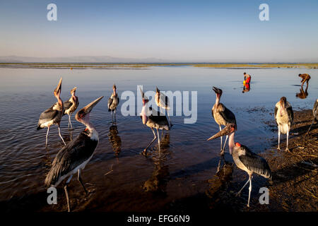 Les cigognes (Crumeniferus Marabou Flamant rose (Phoenicopterus ruber), le lac de Hawassa, Éthiopie, Hawassa Banque D'Images