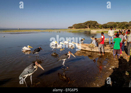 Les cigognes (Crumeniferus Marabou Flamant rose (Phoenicopterus ruber) et des pélicans attendant d'être nourris, le marché aux poissons, le lac de Hawassa, Éthiopie, Hawassa Banque D'Images