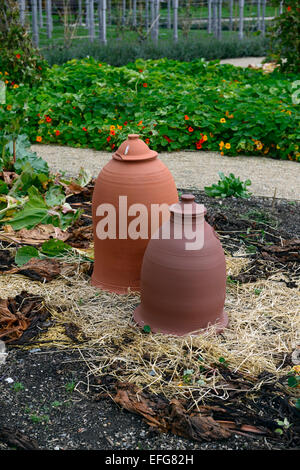 La rhubarbe en terre cuite cloche cloches bell force de protection protéger forcer forcé jardin jardinage Floral victorien RM Banque D'Images