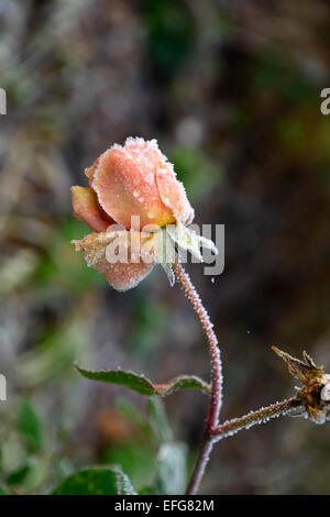 Frost couverts couverture frosty rose Abraham Darby fleurs jardin jardinage floraison hiver Gel Gel Floral RM Banque D'Images