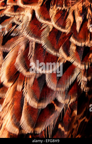 Macro close up plein cadre de faisan doré et marron couleur de plumage Banque D'Images