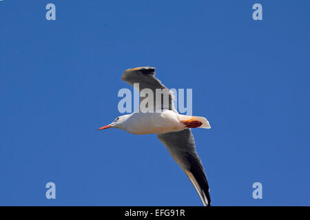 Slender bec cerclé (Chroicocephalus genei) en vol dans le ciel bleu Banque D'Images