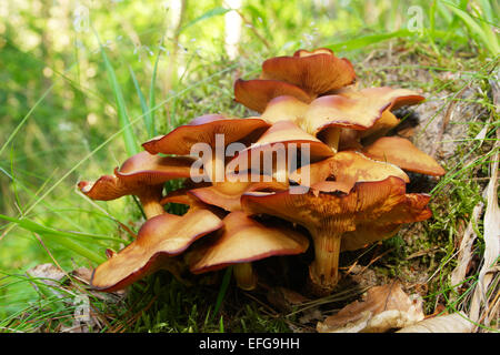 Champignons jaune Bouquet croissant sur une souche d'arbre. Hypholoma fasciculare, communément connue sous le nom de touffe de soufre ou woodlover en cluster. Banque D'Images