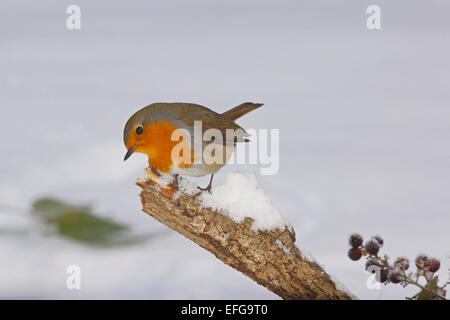 European Robin (Erithacus rubecula aux abords) dans un environnement d'hiver enneigé Banque D'Images