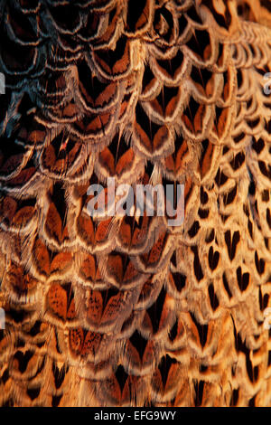 Full Frame close up of colorful plumage brun et faisan doré Banque D'Images