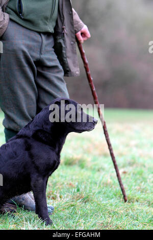 En attente garde-chasse avec chien labrador noir Banque D'Images