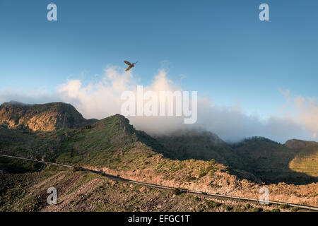 Kestral planant La Gomera Canaries Banque D'Images