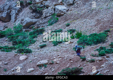 Jeune fille carnying Bakhtiari une lourde charge d'eau jusqu'à la montagne, Zard Kuh, Iran Banque D'Images