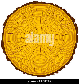 Les anneaux de croissance des arbres en arrière-plan de coupe et le tronc de l'arbre. Banque D'Images