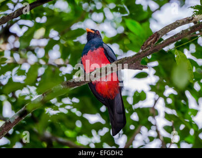 Un homme à queue vineuse (Trogon Trogon massena) sur un arbre. Belize, en Amérique centrale. Banque D'Images