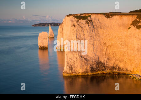 À l'aube les falaises blanches et harry des pierres sur studland, à l'île de purbeck, Jurassic Coast, Dorset, Angleterre Banque D'Images