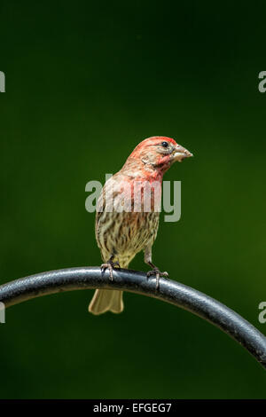 Roselin familier mâle perché. Banque D'Images