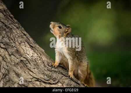 Fox Squirrel sitting on tree limb Banque D'Images