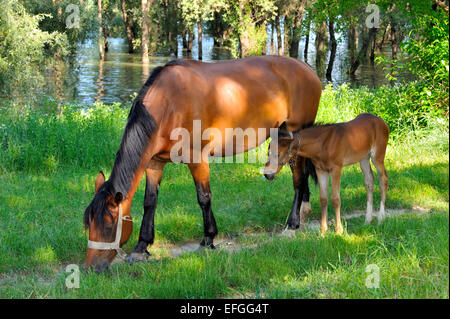 Cheval adulte couleur marron avec poulain paissant dans la prairie Banque D'Images