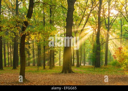 Des rayons de soleil le matin forêt vide Banque D'Images