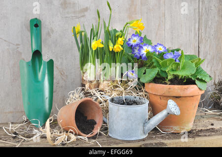 Accessoires de jardinage avec des pots de fleurs de printemps sur fond de bois Banque D'Images