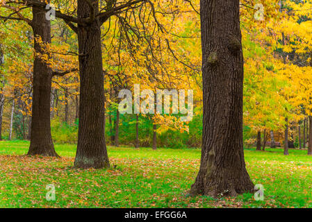 Dans le parc domaine vert et jaune feuilles d'arbres Banque D'Images