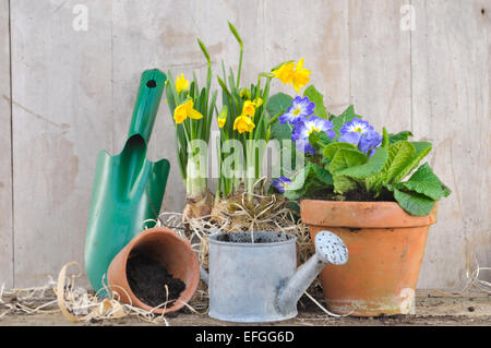 Accessoires de jardinage avec des pots de fleurs de printemps sur fond de bois Banque D'Images