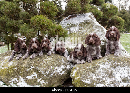 Portrait de petits chiots de Cocker Anglais outdoor Banque D'Images