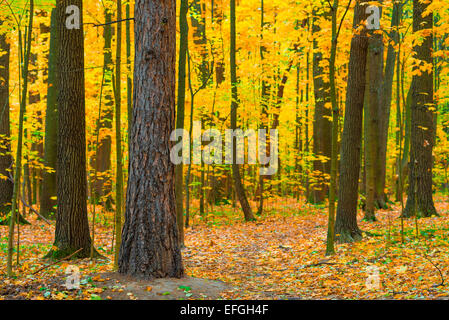Forêt de feuillus denses en journée d'automne Banque D'Images