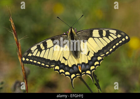 Machaon jaune commun (Papilio machaon), Banque D'Images