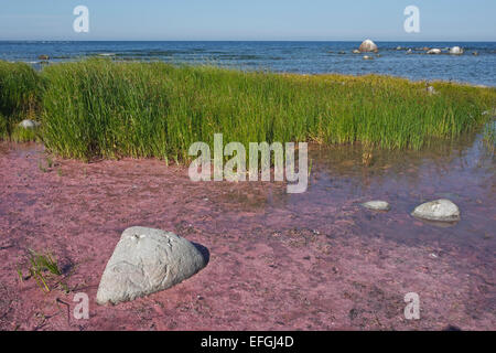 Les bactéries pourpres sulfureuses dans la réserve naturelle dans le sud-ouest de l'Husrygg Gotland. Grande Fen-lupulina (Cladium mariscus) dans le derrière Banque D'Images