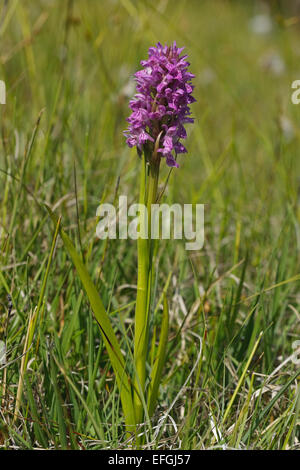 Au début de la floraison des orchidées des marais (Dactylorhiza incarnata), Gotland Banque D'Images