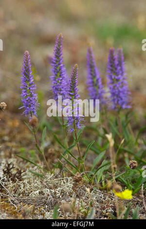 Véronique enrichis de floraison (Veronica spicata), Fårö, Gotland Banque D'Images