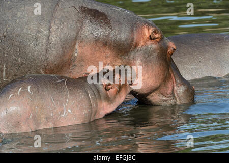 Hippopotame (Hippopotamus amphibicus), mère et son petit, Maasai Mara National Reserve, Kenya, Réserve nationale Banque D'Images
