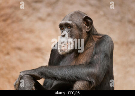 Chimpanzés de l'ouest de l'Afrique de l'Ouest ou de chimpanzé (Pan troglodytes verus), captive, Saxe, Allemagne Banque D'Images