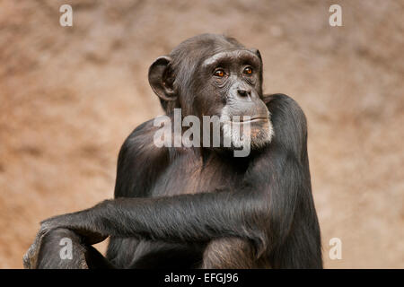 Chimpanzés de l'ouest de l'Afrique de l'Ouest ou de chimpanzé (Pan troglodytes verus), captive, Saxe, Allemagne Banque D'Images