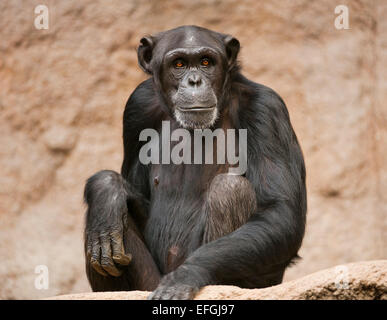 Chimpanzés de l'ouest de l'Afrique de l'Ouest ou de chimpanzé (Pan troglodytes verus), captive, Saxe, Allemagne Banque D'Images