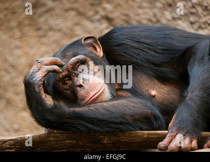 Chimpanzés de l'ouest de l'Afrique de l'Ouest ou de chimpanzé (Pan troglodytes verus), captive, Saxe, Allemagne Banque D'Images