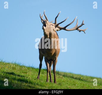 Red Deer (Cervus elaphus), Stag, beuglant pendant le rut, captive, Basse-Saxe, Allemagne