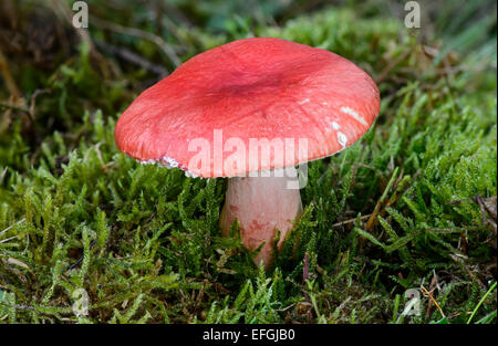 Brittlegill sanglante (Russula sanguinaria), champignon, immangeable, Alsace, France Banque D'Images