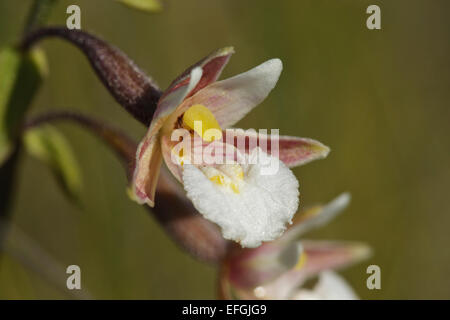 La floraison Marsh Helleborine (Epipactis palustris), Banque D'Images